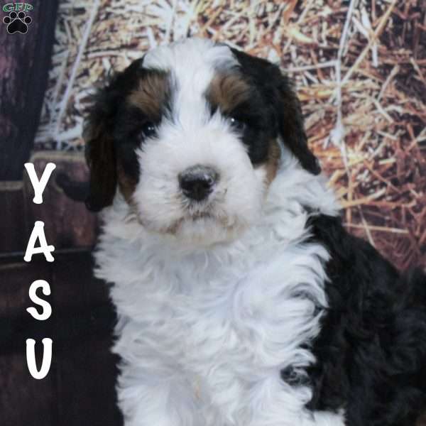 Yasu, Bernedoodle Puppy